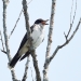 Eastern Kingbird in tree