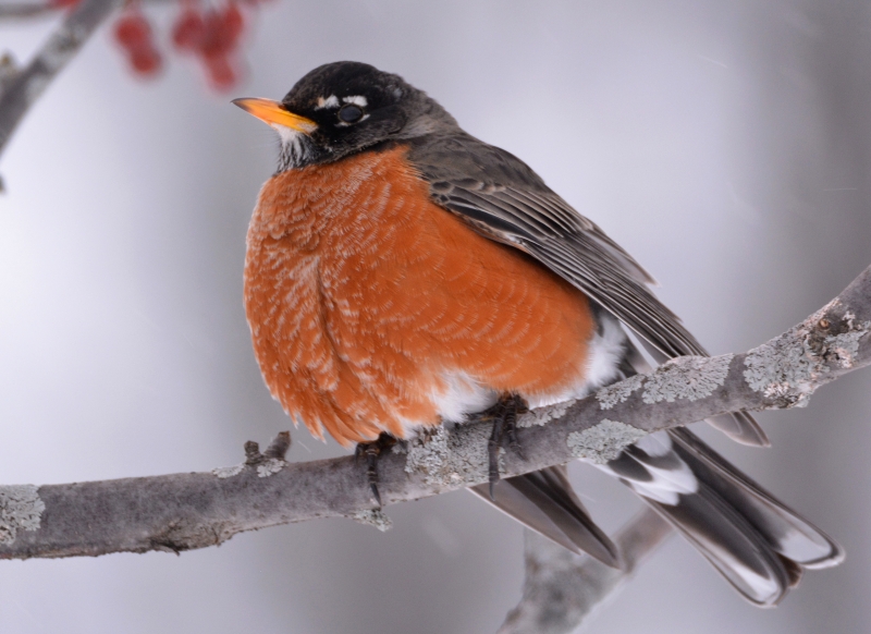 American Robin in Snow Flurry | Nature Up North