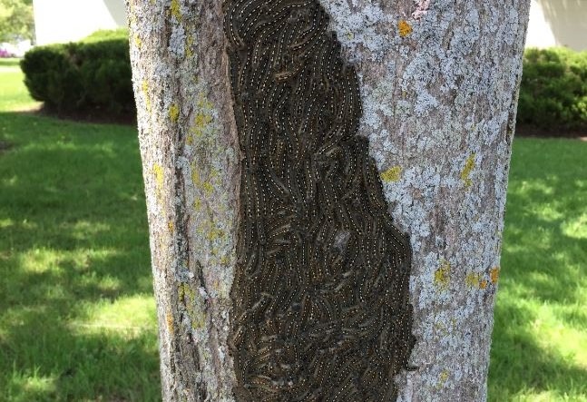 Forest tent caterpillars on a tree in Canton during the 2017 outbreak. Photo: Erika Barthelmess.